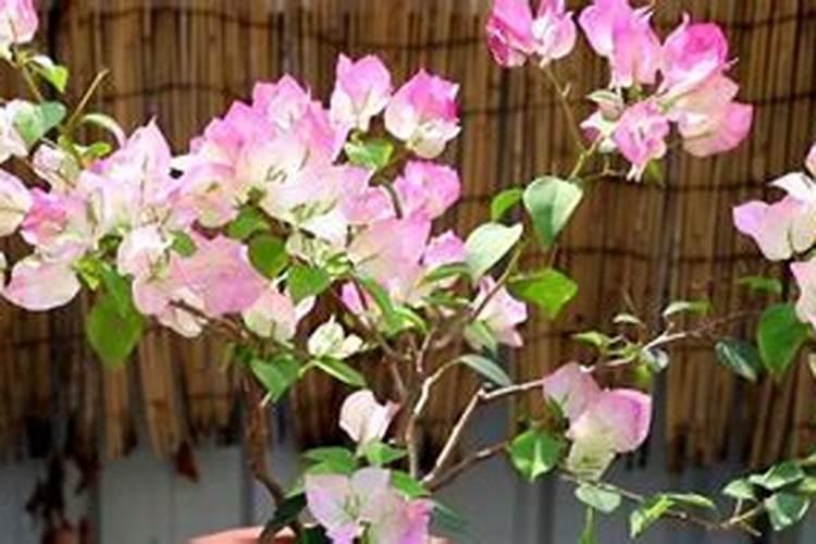 三角梅开花期间怎么浇水施肥