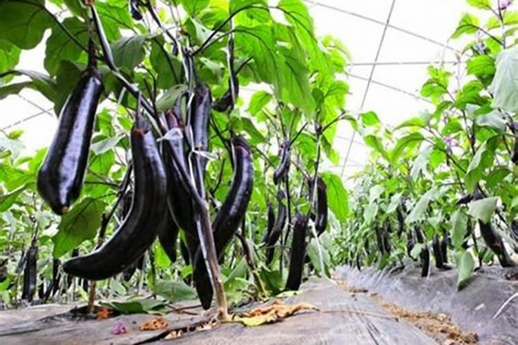 茄子第一次施肥什么时候最合适呢!
