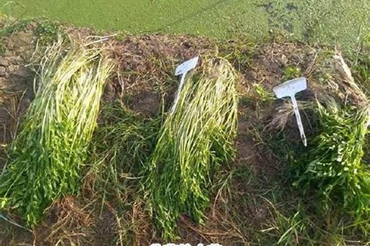 磷肥怎样被作物吸收
