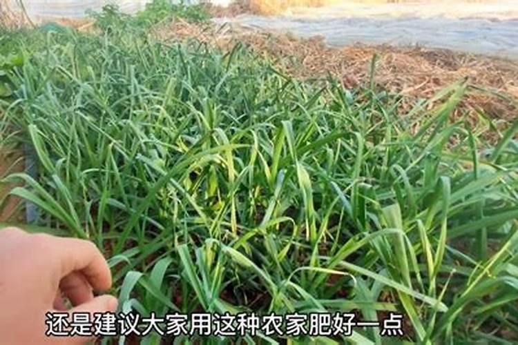 蒜苗适合用什么叶面肥