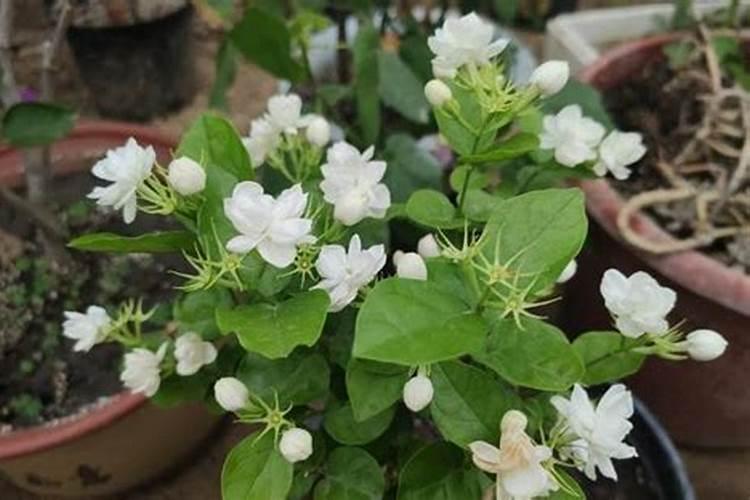 茉莉花的养殖方法和注意事项