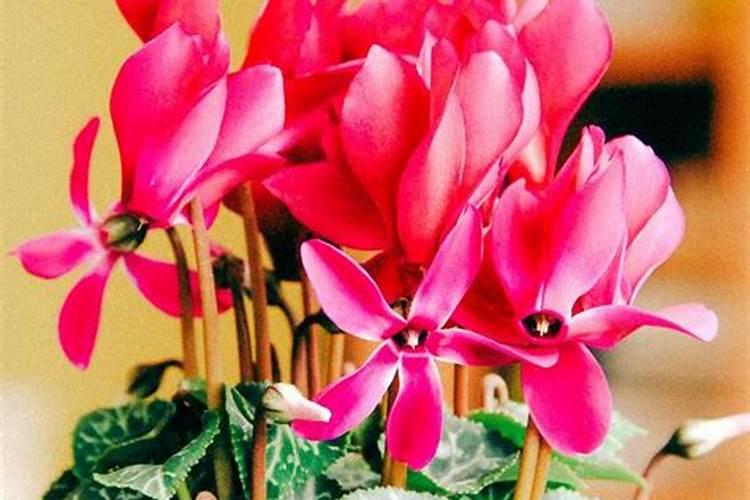 仙客来开花期间怎么浇水施肥