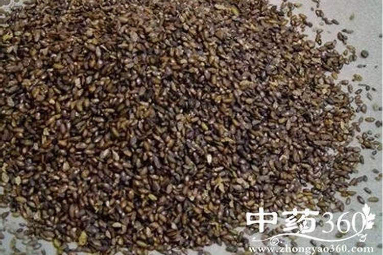 白蒿的药用价值？
