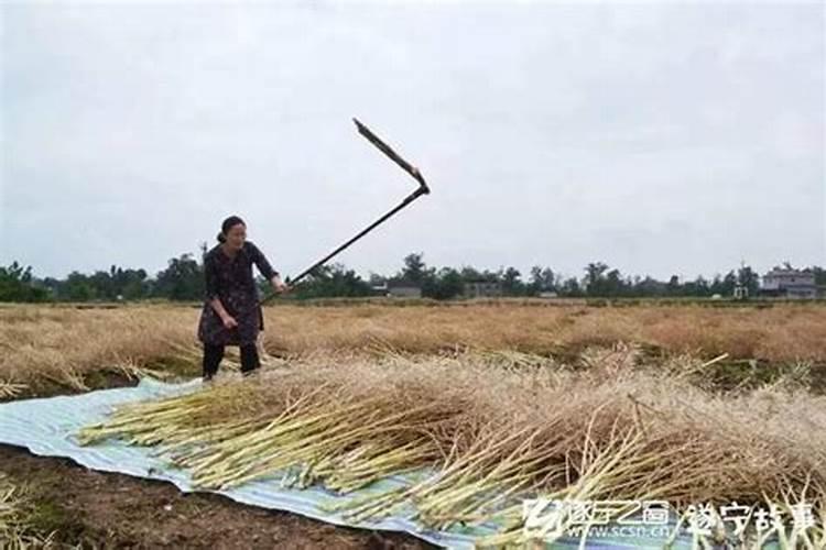 豆发霉是肥料吗？霉到什么程度肥力好