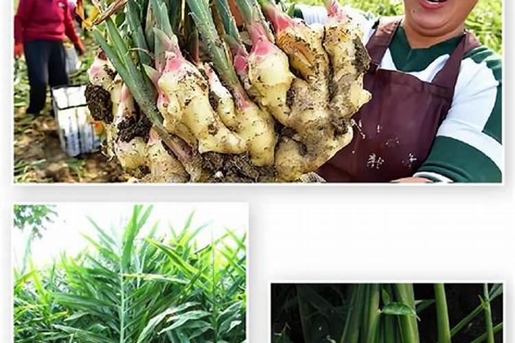 生姜提苗用什么水溶肥