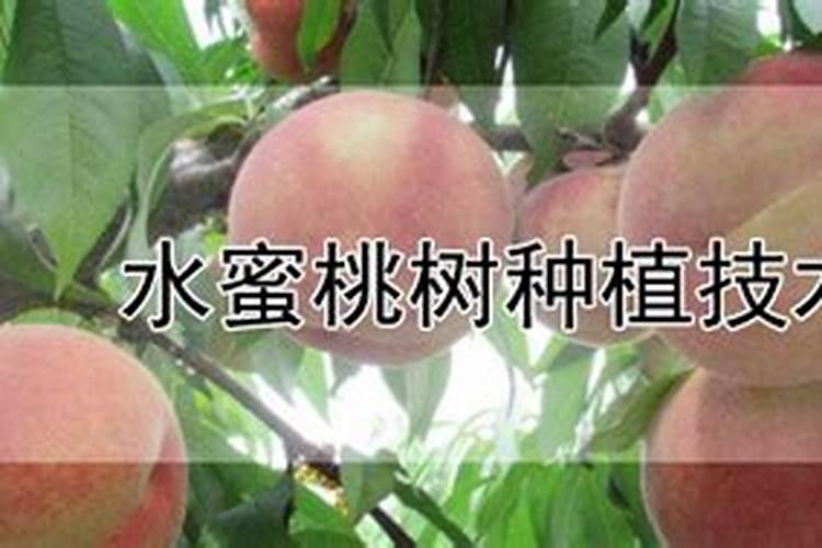 柑橘采摘后施什么肥料