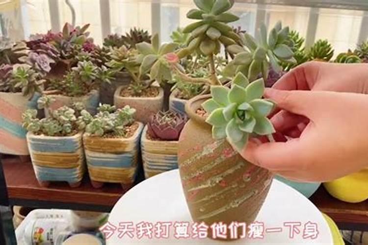 水溶肥如何给多肉施肥？