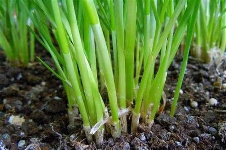 水溶肥给花怎样使用