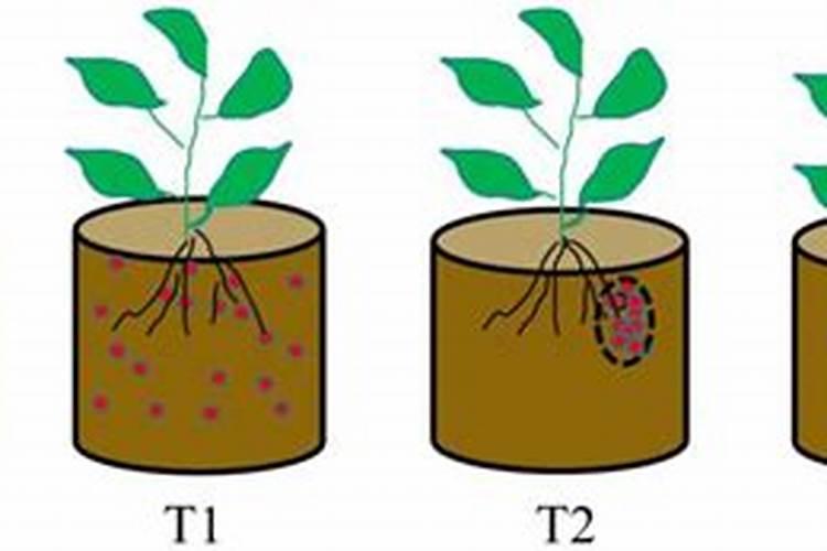 磷肥的作用是什么 磷肥的作用是什么？
