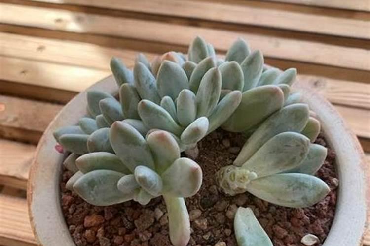 钙镁和钙铁锌哪个好