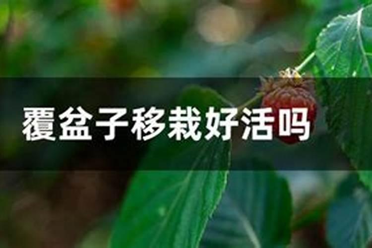 覆盆子几月份施肥