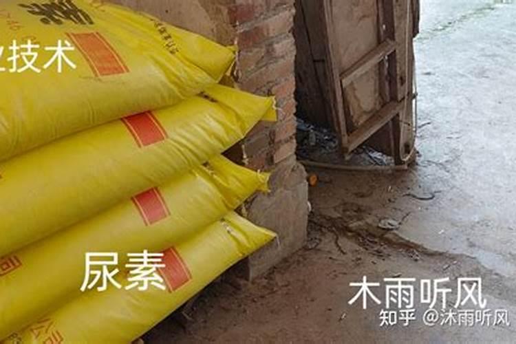 青椒用什么肥料最好