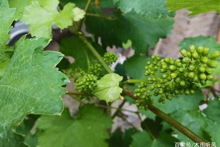 黄腐酸和黄腐酸钾有何区别？一亩地冲施黄腐酸钾多少用量合适