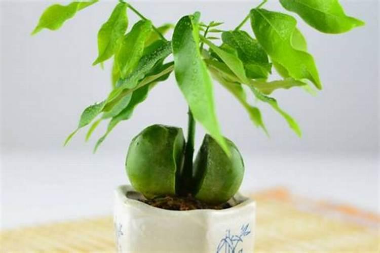 柏树施什么肥料如何施肥