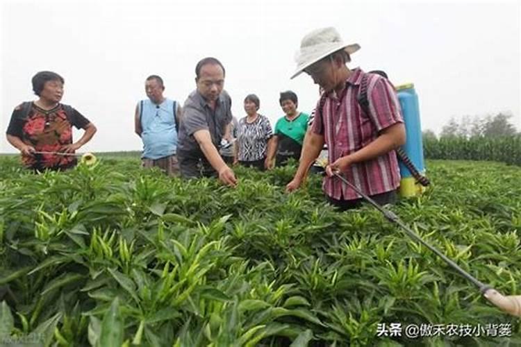 水稻硅锌肥什么时候用 使用注意事项