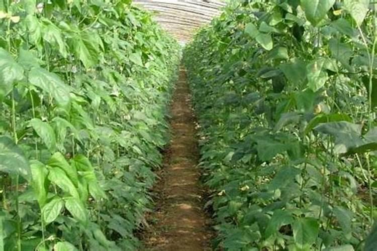 苹果专用叶面肥哪种好？叶面肥什么时候用好？叶面肥用根小子!