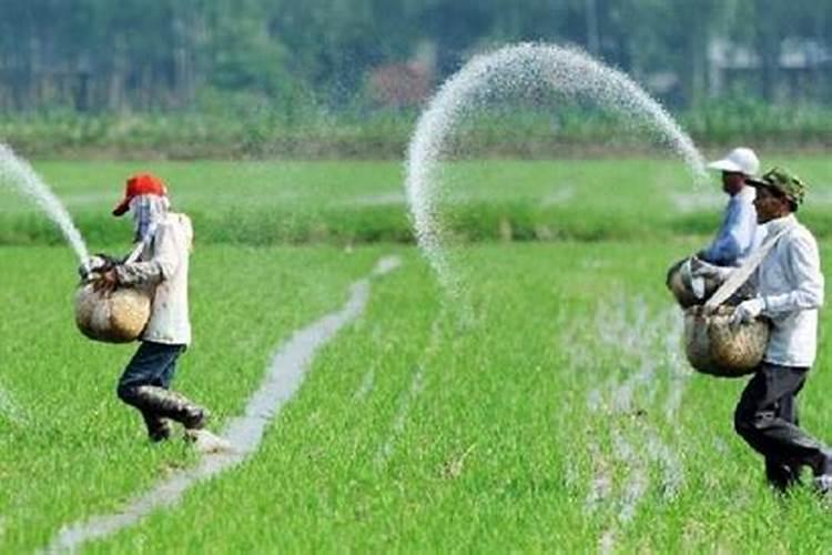 水稻用什么肥好