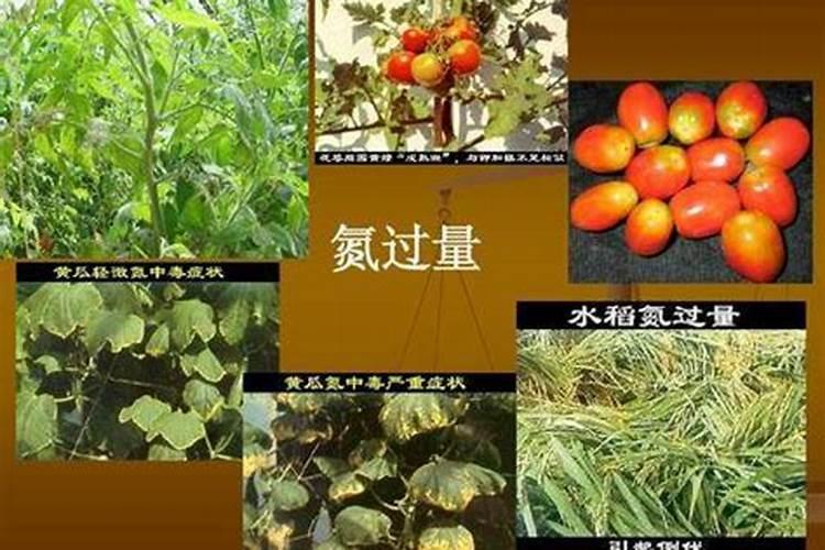 柚子树不结果有什么原因？