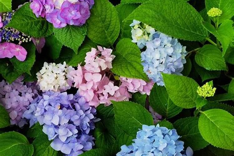 绣球花多久施肥 绣球花何时施肥最佳