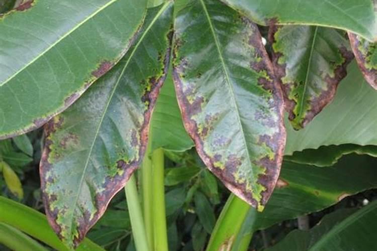 猕猴桃膨大期追施用什么肥料？猕猴桃结果期喷什么叶面肥结果多？