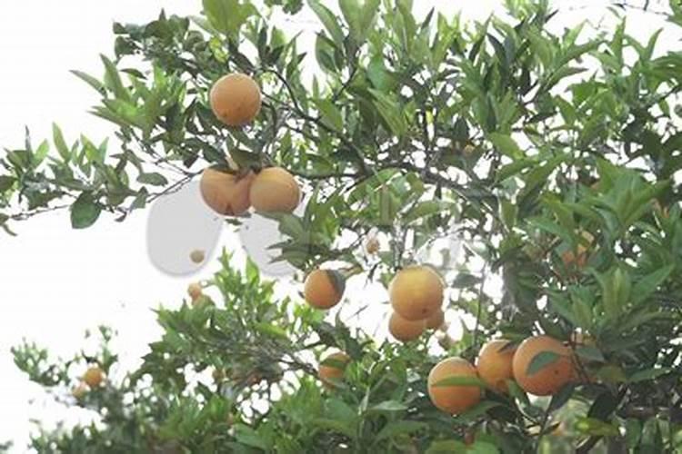 重庆奉节特产水果是什么水果类型