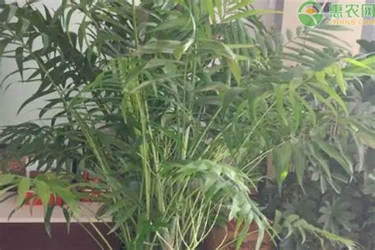 凤尾竹正确浇水方法(凤尾竹怎样浇水施肥)