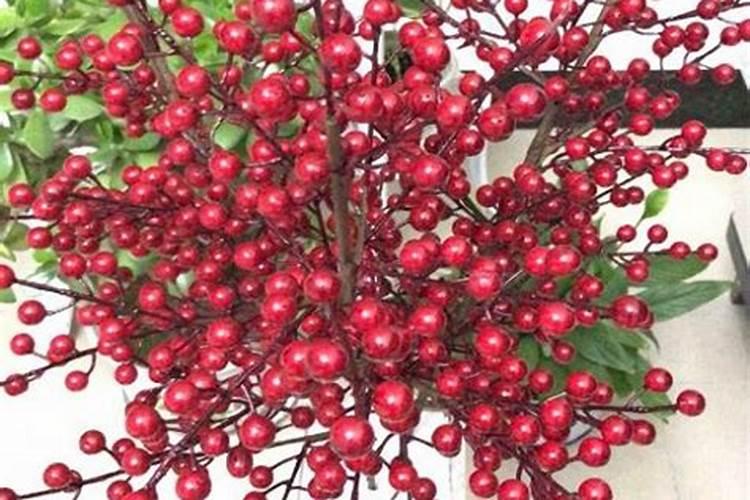 春季果树施什么肥料最好