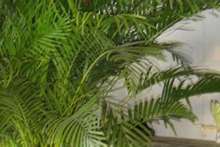 凤尾竹如何施肥浇水