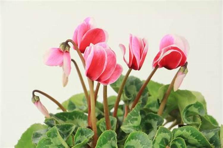 仙客来开花时如何施肥,开花后的处理