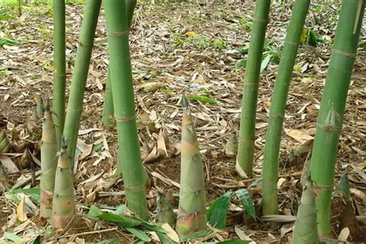 楠竹怎样移栽培植