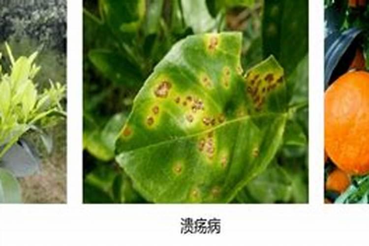 柑橘几月份施钾肥好 最佳使用时间