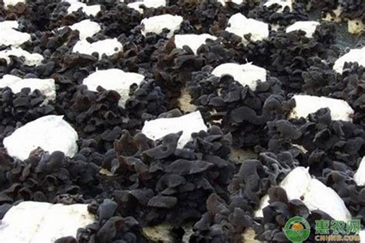 硝酸铵钙可以和复合肥混合使用吗？