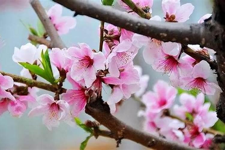温室桃树落花后施几次肥‘/
