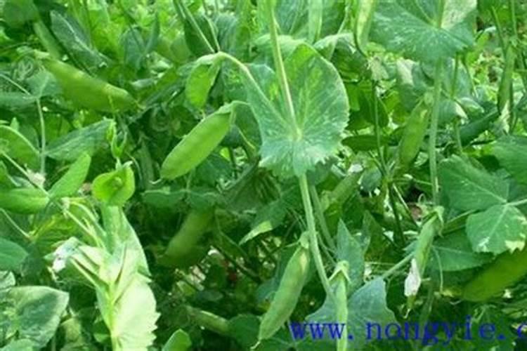 荷兰豆的高产施肥方法是什么