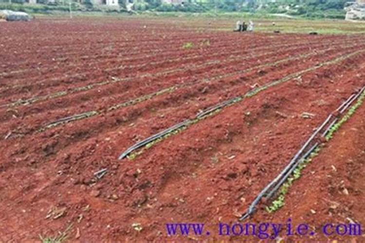 荷兰豆多久施肥一次