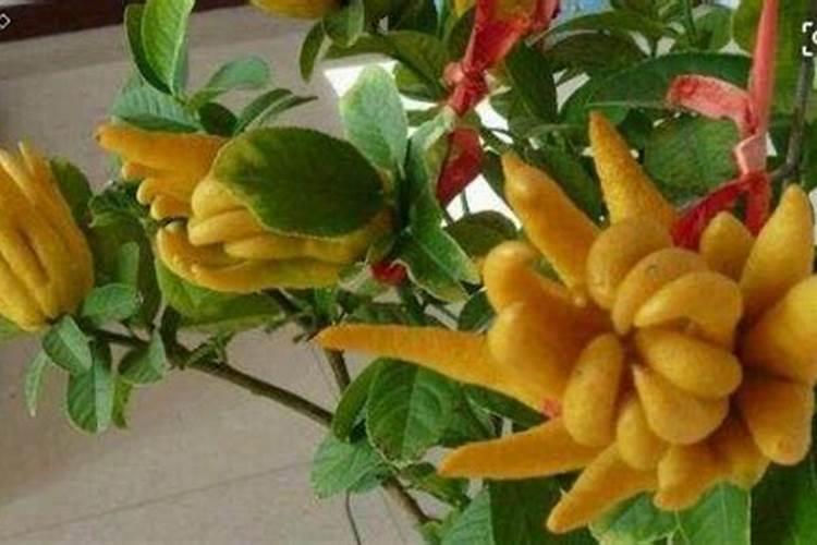 佛手瓜用什么肥料最好