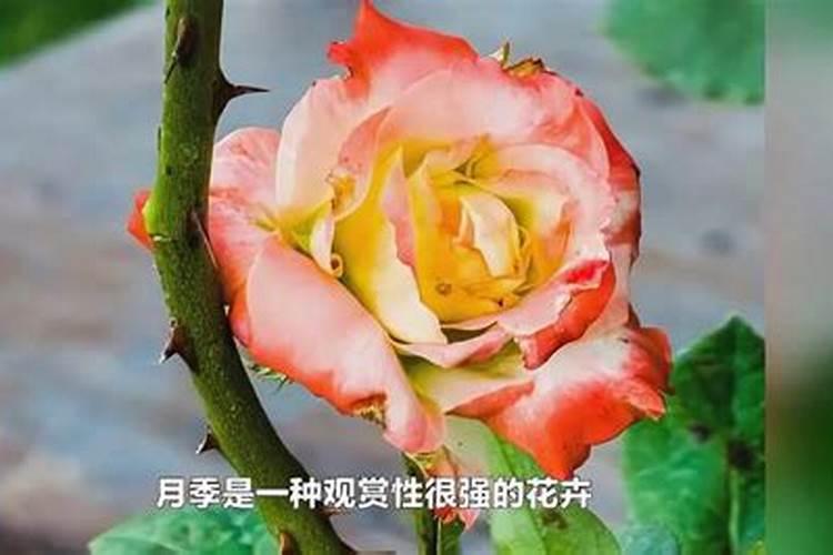 月季夏季施肥时间和方法