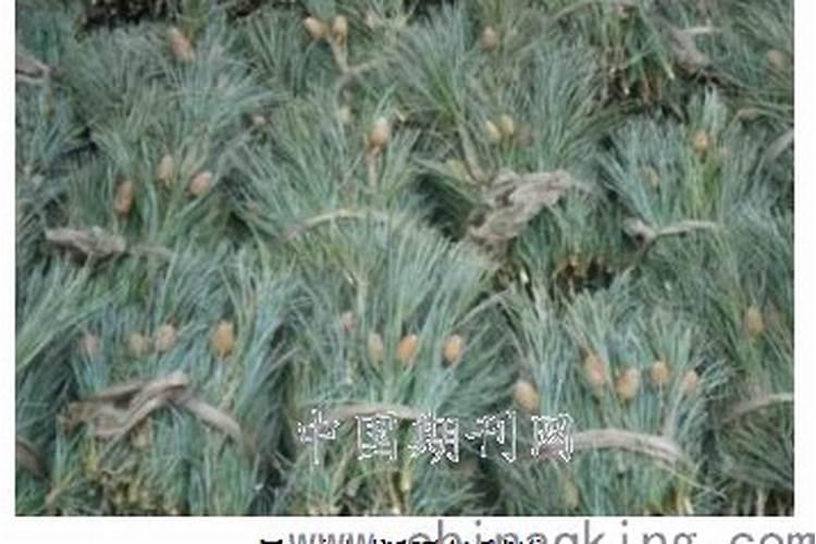 给红松大树追什么化肥好？