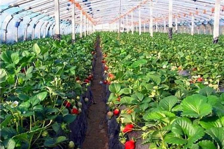 大棚草莓施肥方案
