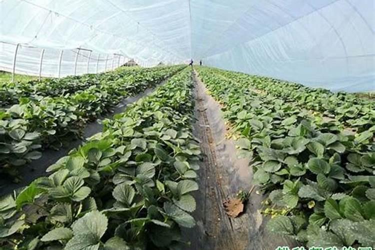 大棚草莓如何施肥才能高产