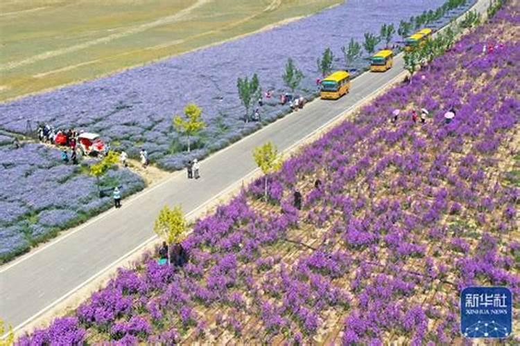 花生用什么叶面肥好 花生施肥注意事项