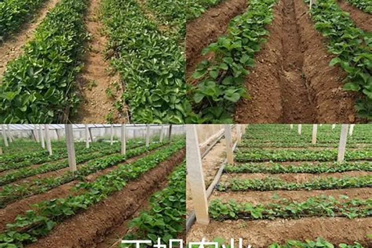 草莓追肥什么肥料？