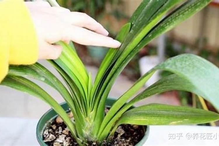 君子兰用什么肥料