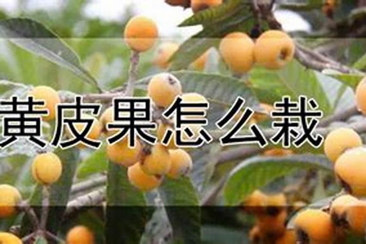 黄皮果怎么施肥 疏花疏果时需要注意什么