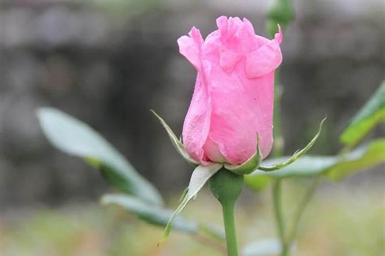 月季长花苞后怎么施肥 花蕾期施什么肥