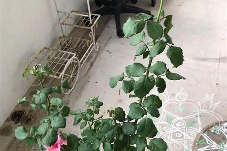 月季换盆后多久施肥