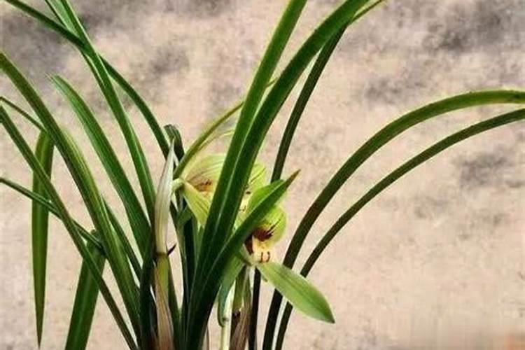 兰花喜欢什么肥料 如何给兰花施肥