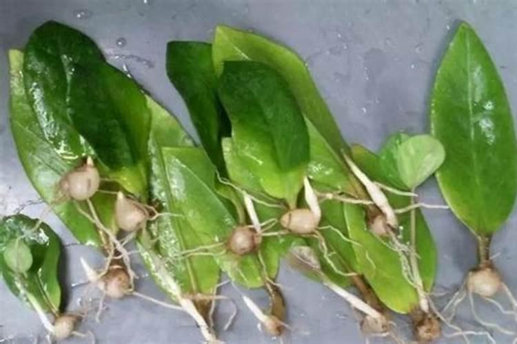 金钱树用什么肥料