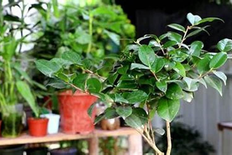 茶花树施鱼血水可以吗？