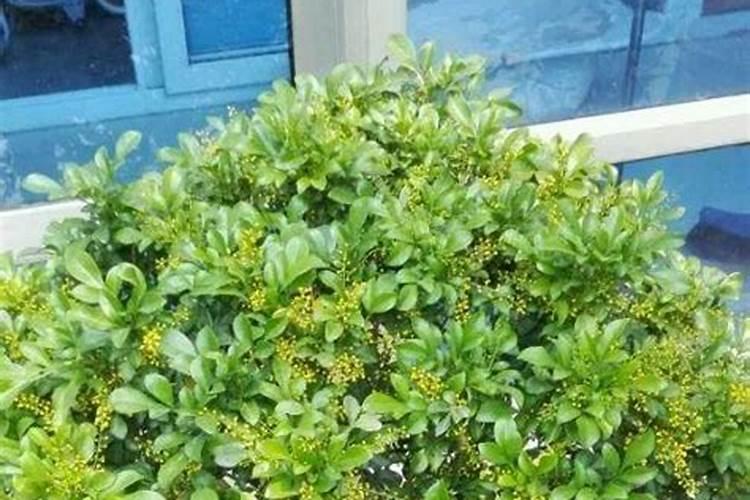 金银花施肥有哪些禁忌